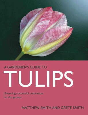 Tulips Tulips