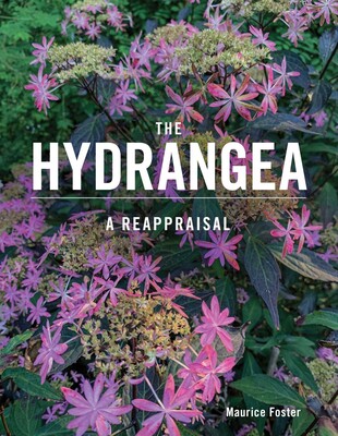 Hydrangea Hydrangea