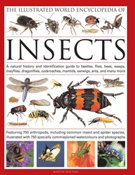 洋書 Encyclopedia of insects, animals Firefly Encyclopedia of Insects and Spiders: O'Toole, Christopher
