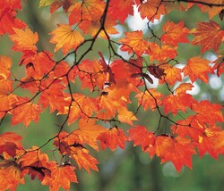 Memo Block: Autumn Leaves Memo Block: Autumn Leaves