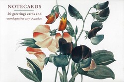 Card Box of 20 Notecards and Envelopes: Sweetpea Card Box of 20 Notecards and Envelopes: Sweetpea
