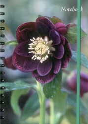 Notebook (Hellebore) Notebook (Hellebore)