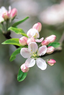 Apple Blossom Apple Blossom