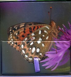 Painted Lady Butterfly Painted Lady Butterfly