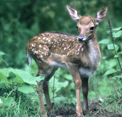 Deer Deer