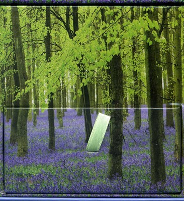 Bluebells Bluebells