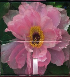 Peony Peony