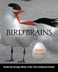 Bird Brains Bird Brains