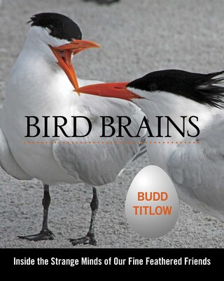 Bird Brains Bird Brains