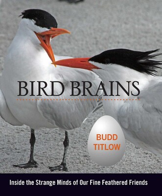 Bird Brains Bird Brains