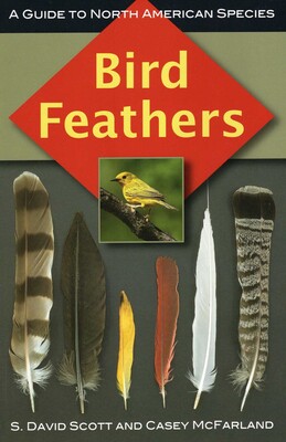 Bird Feathers Bird Feathers