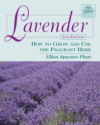 Lavender Lavender