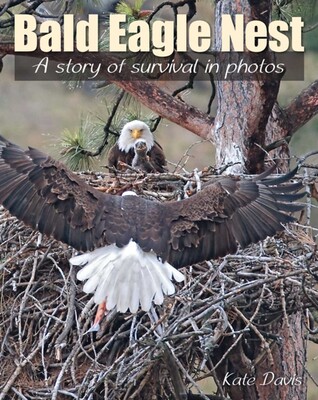 Bald Eagle Nest Bald Eagle Nest