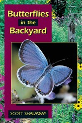 Butterflies in the Backyard