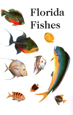 Saltwater Florida Fishes Saltwater Florida Fishes