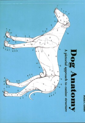Dog Anatomy Dog Anatomy