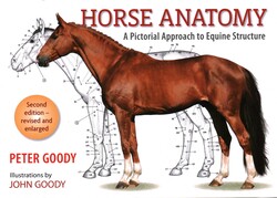 Horse Anatomy Horse Anatomy