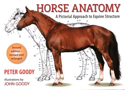 Horse Anatomy Horse Anatomy