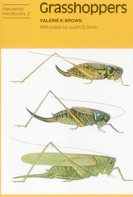 Grasshoppers Grasshoppers
