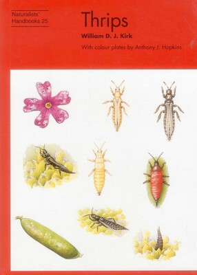 Thrips Thrips