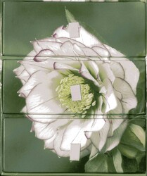 Flower Portraits' Three-Drawer Card Box with 60 Gift Cards and Envelopes Flower Portraits' Three-Drawer Card Box with 60 Gift Cards and Envelopes