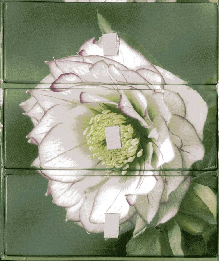 Flower Portraits' Three-Drawer Card Box with 60 Gift Cards and Envelopes