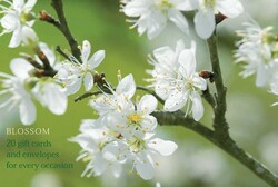 Card Box of 20 Notecards and Envelopes: Blossom Card Box of 20 Notecards and Envelopes: Blossom