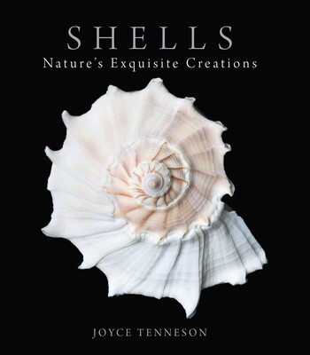 Shells Shells