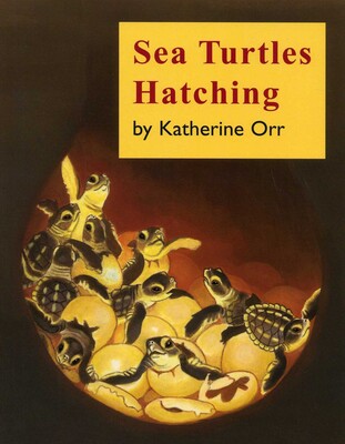 Sea Turtles Hatching Sea Turtles Hatching