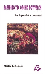 Breeding the Orchid Dottyback, Pseudochromis Fridmani Breeding the Orchid Dottyback, Pseudochromis Fridmani