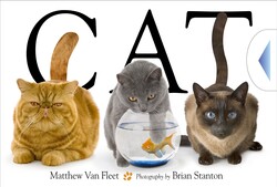 Cat Cat