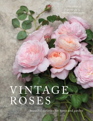 Vintage Roses Vintage Roses