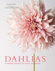 Dahlias Dahlias