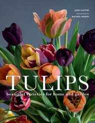 Tulips Tulips