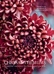 Chrysanthemums Chrysanthemums