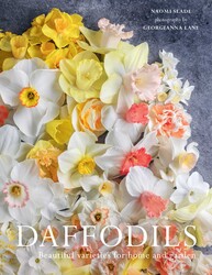 Daffodils Daffodils
