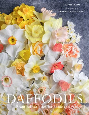 Daffodils Daffodils