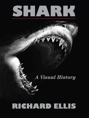 Shark Shark