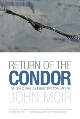 Return of the Condor Return of the Condor