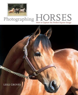 Photographing Horses Photographing Horses