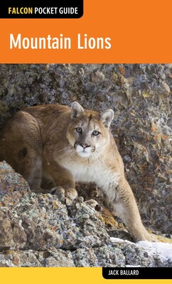 Mountain Lions Mountain Lions