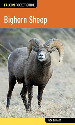 Bighorn Sheep Bighorn Sheep
