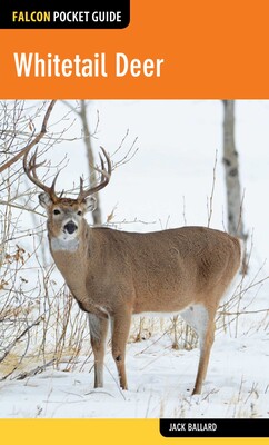 Whitetail Deer Whitetail Deer