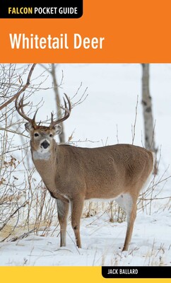 Whitetail Deer Whitetail Deer