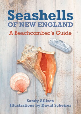 Seashells of New England Seashells of New England