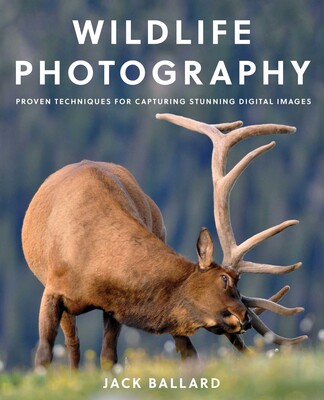 Wildlife Photography Wildlife Photography