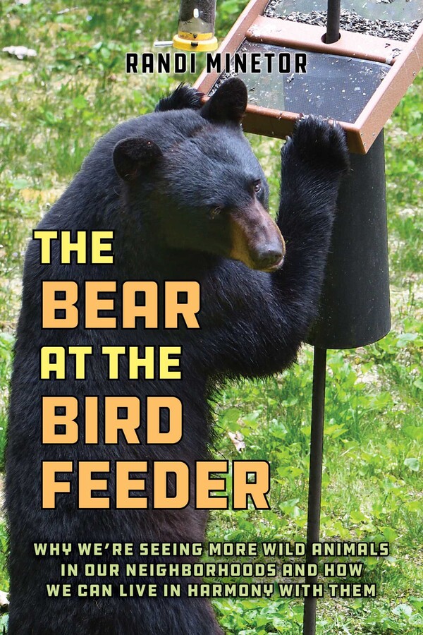 Bear at the Bird Feeder