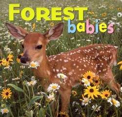 Forest Babies Forest Babies