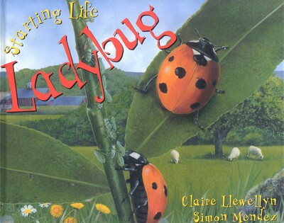 Starting Life: Ladybug Starting Life: Ladybug