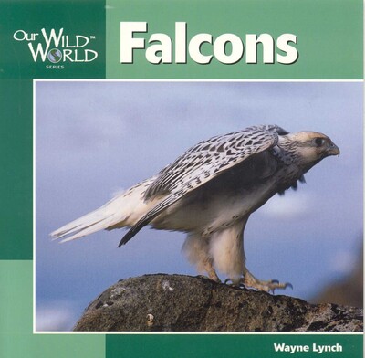 Falcons Falcons